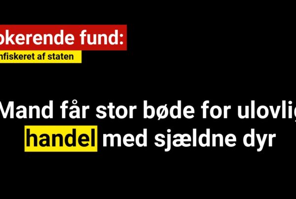 Mand får stor bøde for ulovlig handel med sjældne dyr: Ugle Konfiskeret