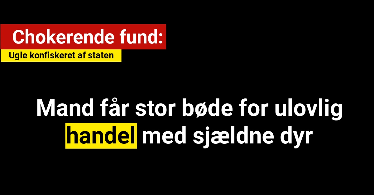 Mand får stor bøde for ulovlig handel med sjældne dyr: Ugle Konfiskeret