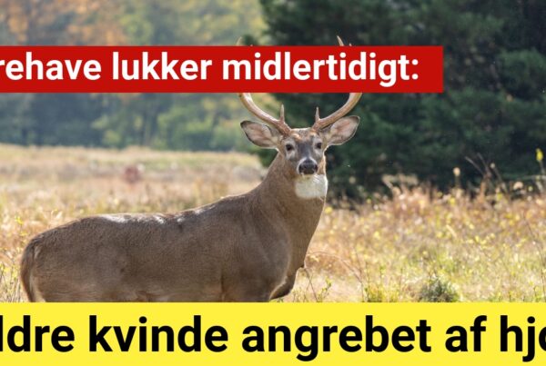 Ældre kvinde angrebet af hjort: Dyrehave lukker midlertidigt