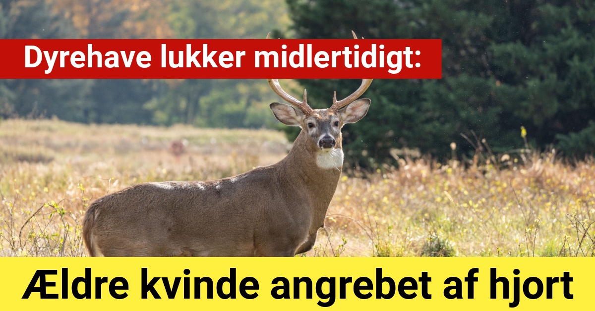 Ældre kvinde angrebet af hjort: Dyrehave lukker midlertidigt