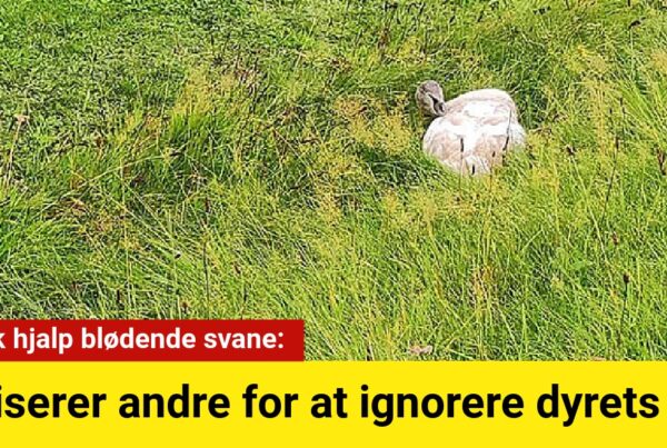 Henrik hjalp blødende svane: kritiserer andre for at ignorere dyrets nød