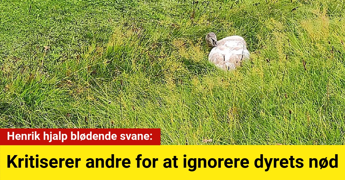 Henrik hjalp blødende svane: kritiserer andre for at ignorere dyrets nød