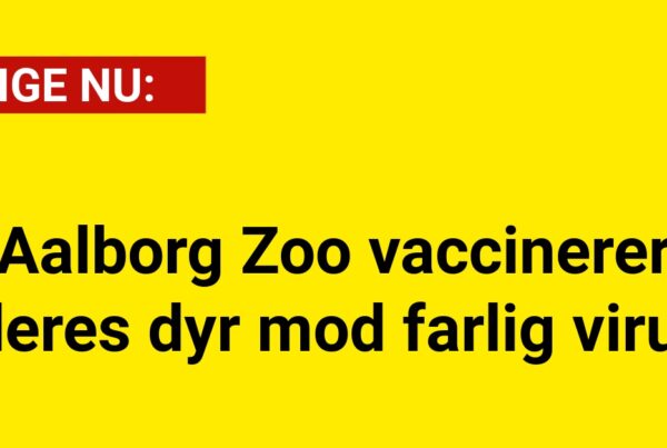 Aalborg Zoo vaccinerer deres dyr mod farlig virus