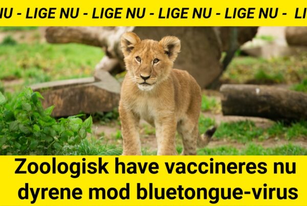 Zoologisk have vaccineres nu dyrene mod bluetongue-virus