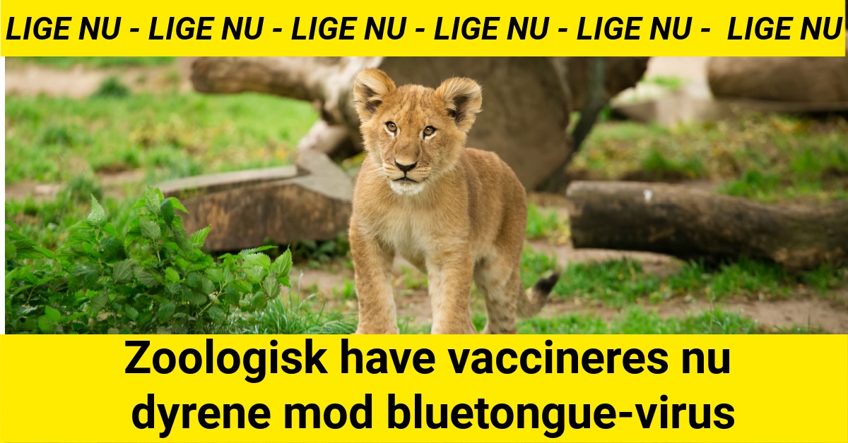 Zoologisk have vaccineres nu dyrene mod bluetongue-virus