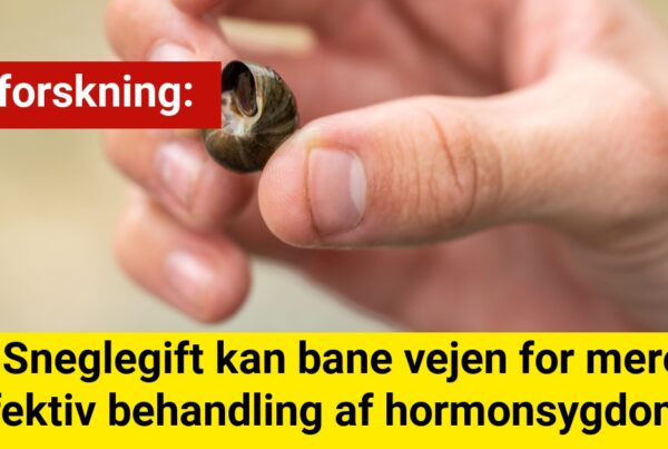 Sneglegift kan bane vejen for mere effektiv behandling af hormonsygdomme