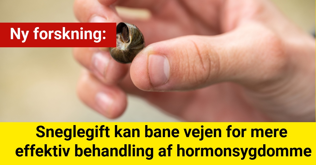 Sneglegift kan bane vejen for mere effektiv behandling af hormonsygdomme