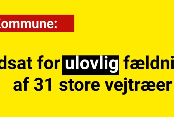 Ulovlig fældning af 31 store vejtræer i kommune