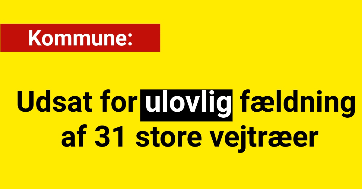 Ulovlig fældning af 31 store vejtræer i kommune