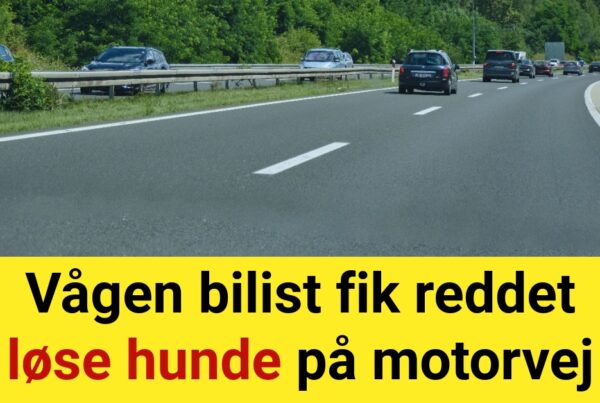 Vågen bilist fik reddet løse hunde på motorvej