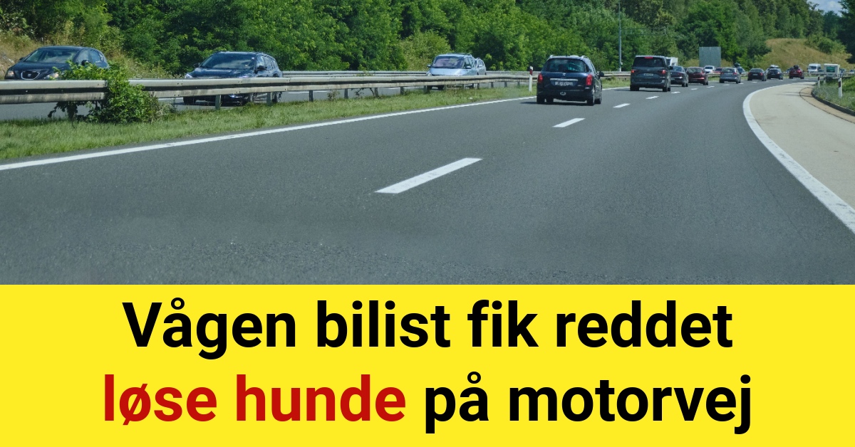 Vågen bilist fik reddet løse hunde på motorvej