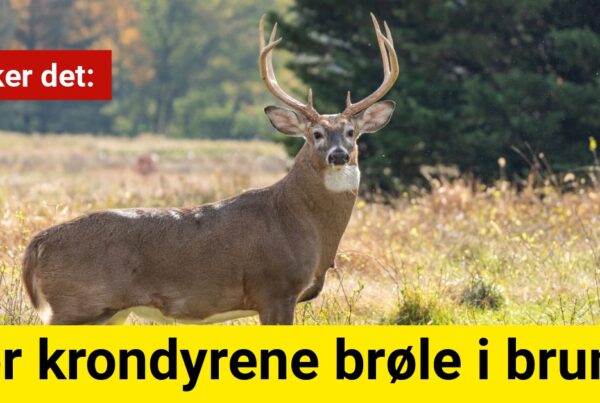 Nu sker det: Hør krondyrene brøle i brunst