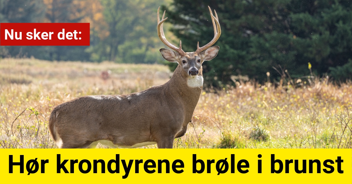 Nu sker det: Hør krondyrene brøle i brunst