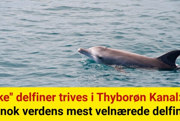 ''Tykke'' delfiner trives i Thyborøn Kanal: "Vi har nok verdens mest velnærede delfiner"