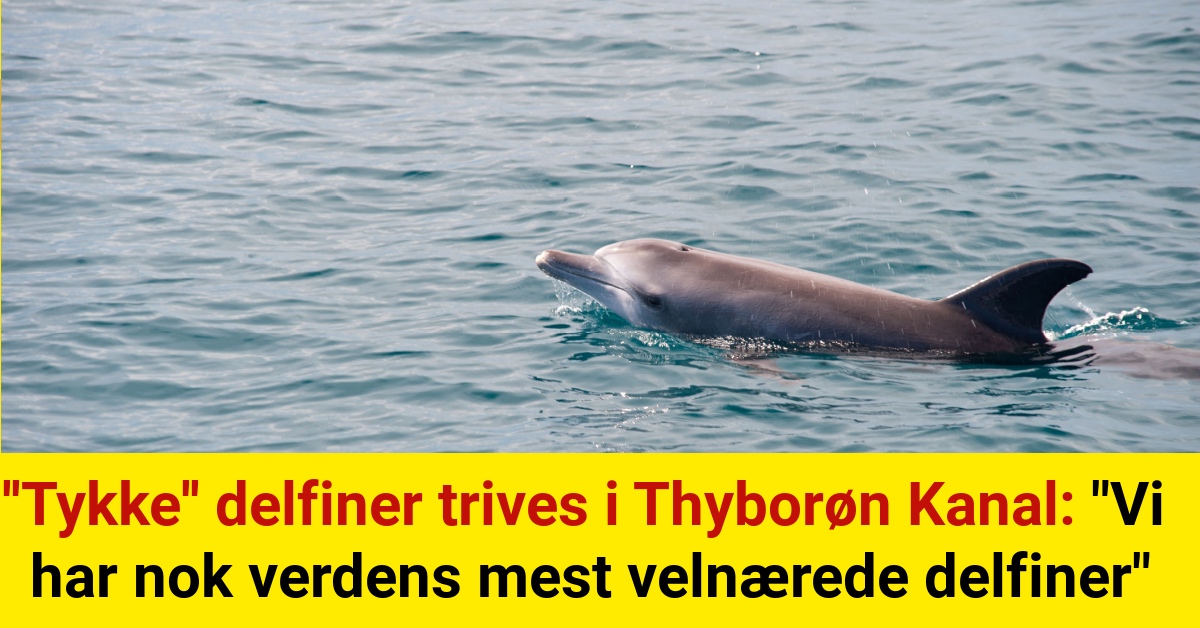 ''Tykke'' delfiner trives i Thyborøn Kanal: "Vi har nok verdens mest velnærede delfiner"