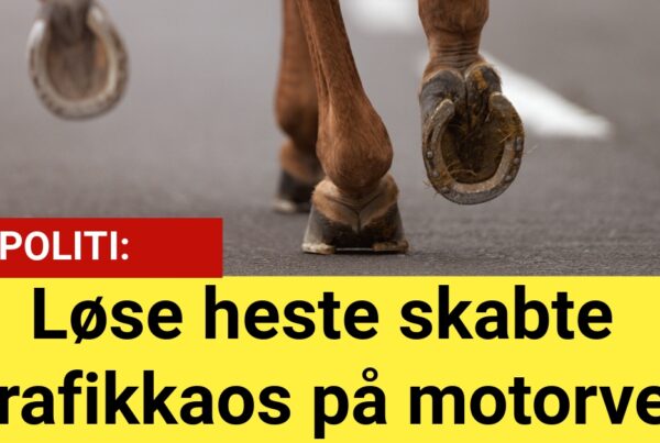 Løse heste skabte trafikkaos på motorvej