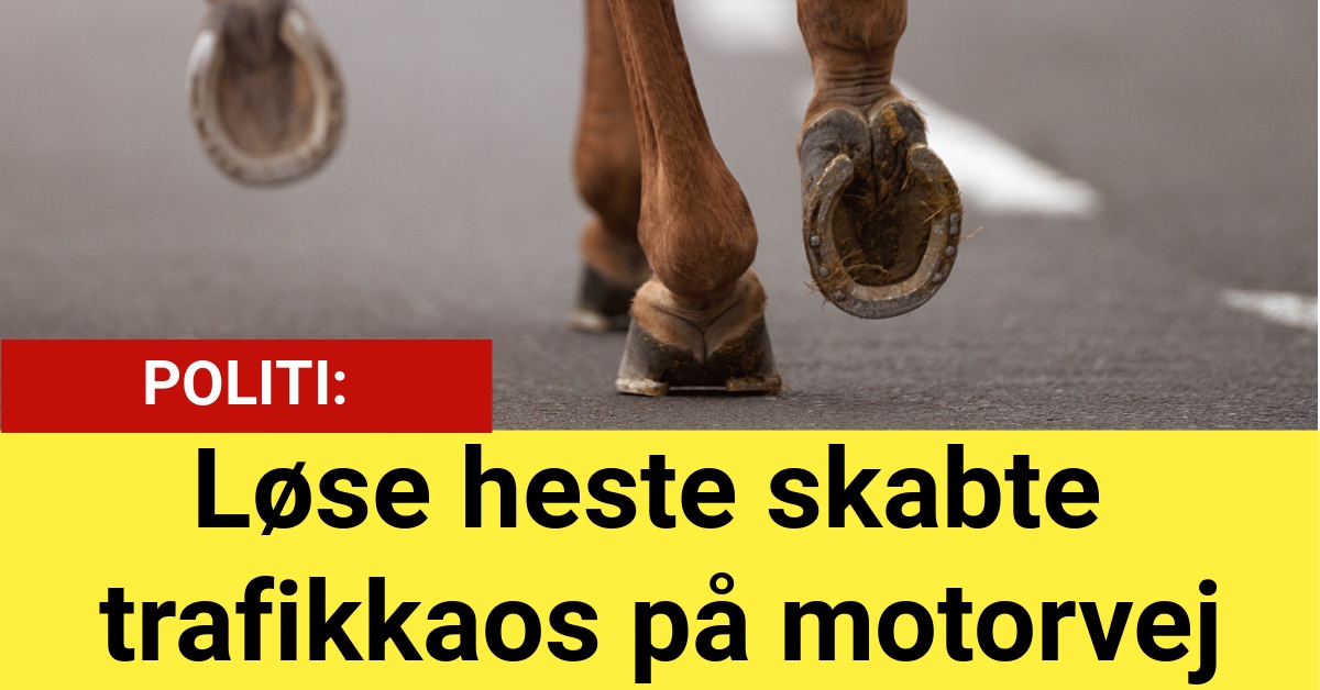 Løse heste skabte trafikkaos på motorvej