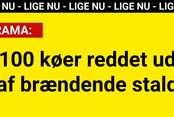 DRAMA: 100 køer reddet ud af brændende stald
