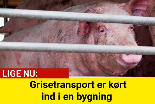 DRAMA: Grisetransport er kørt ind i en bygning
