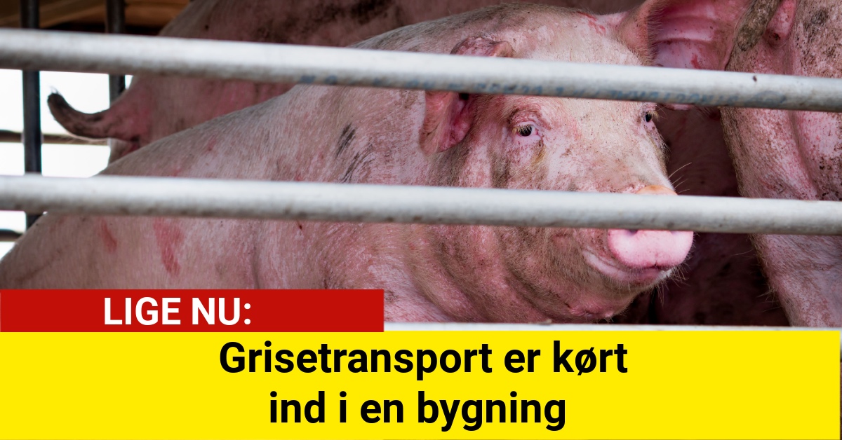 DRAMA: Grisetransport er kørt ind i en bygning