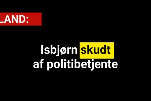 Isbjørn skudt af politibetjente