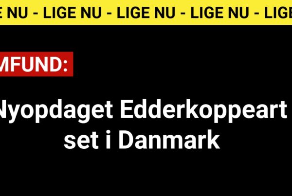 Nyopdaget Edderkoppeart set i Danmark