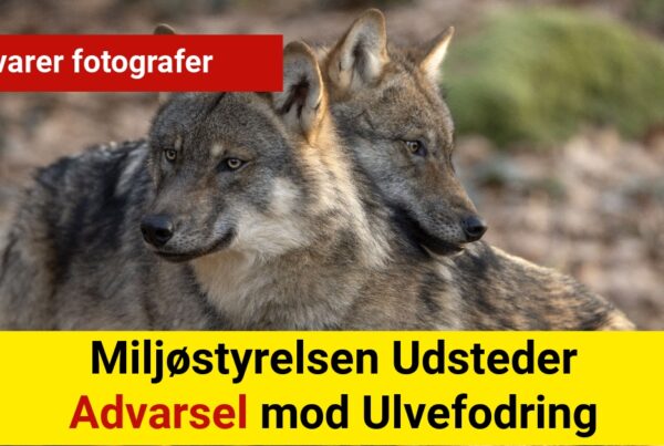 Miljøstyrelsen Udsteder Advarsel mod Ulvefodring