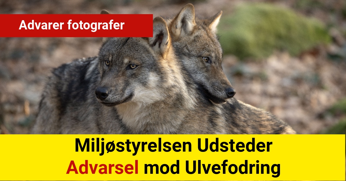 Miljøstyrelsen Udsteder Advarsel mod Ulvefodring