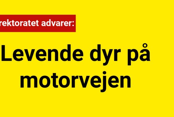 Vejdirektoratet advarer: Levende dyr på motorvejen