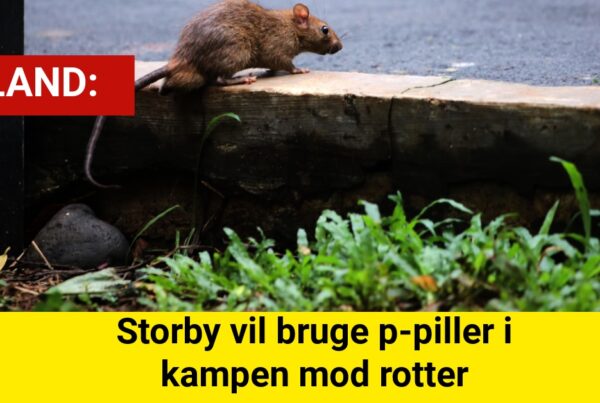 Storby vil bruge p-piller i kampen mod rotter