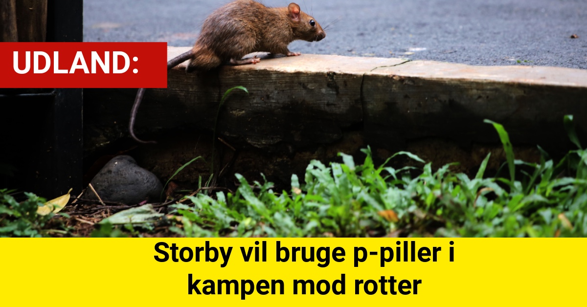 Storby vil bruge p-piller i kampen mod rotter