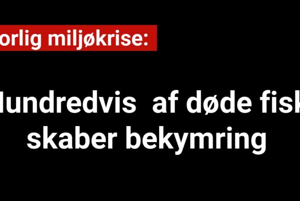 Alvorlig miljøkrise: Hundredvis af døde fisk skaber bekymring