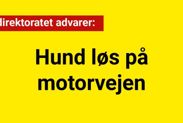 Vejdirektoratet advarer: Hund løs på motorvejen