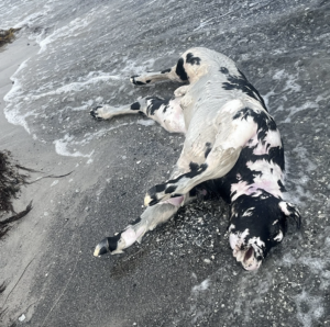 Gåtur ved stranden tog uventet drejning: Fund af mystisk ko