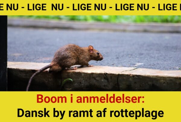 Boom i anmeldelser: Dansk by ramt af rotteplage