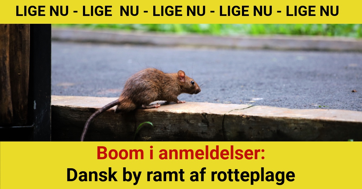 Boom i anmeldelser: Dansk by ramt af rotteplage