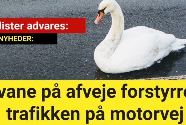 Bilister advares: Svane på afveje forstyrrer trafikken på motorvej