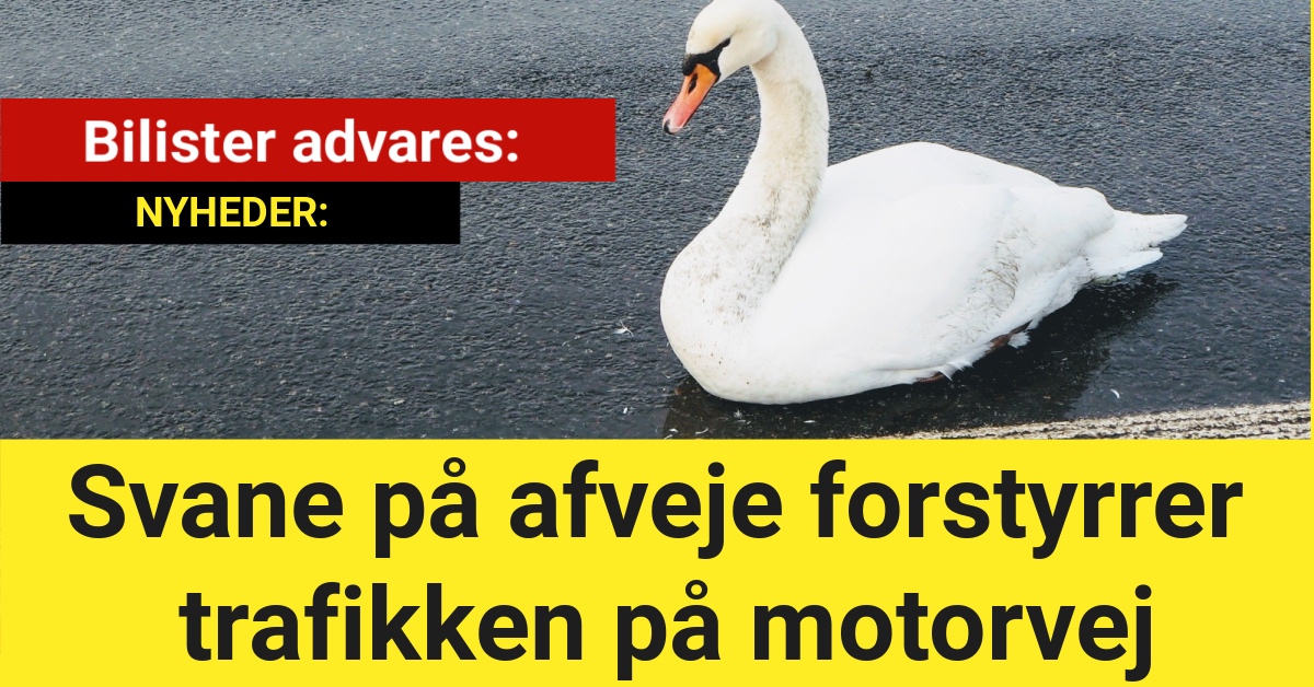 Bilister advares: Svane på afveje forstyrrer trafikken på motorvej