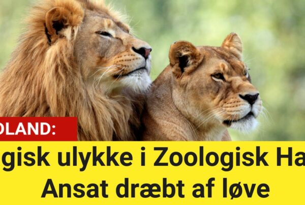 Tragisk ulykke i Zoologisk Have: Ansat dræbt af løve