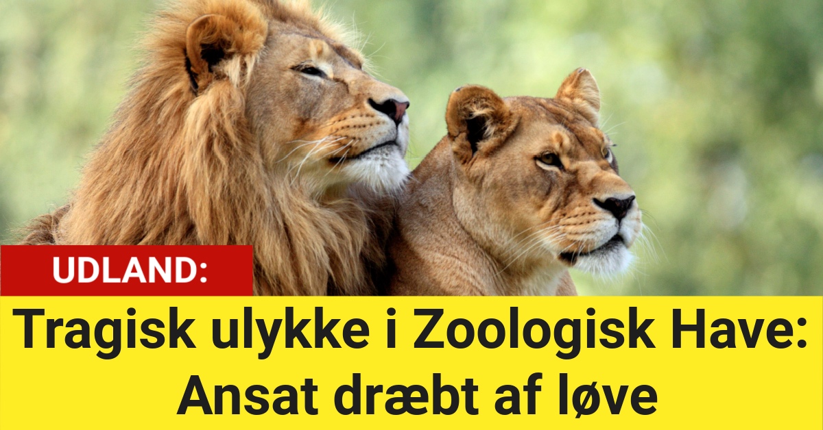 Tragisk ulykke i Zoologisk Have: Ansat dræbt af løve