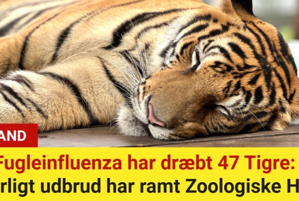 Fugleinfluenza har dræbt 47 Tigre: Alvorligt udbrud har ramt Zoologiske Haver