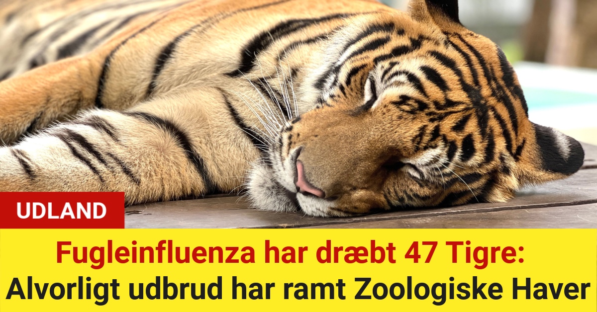 Fugleinfluenza har dræbt 47 Tigre: Alvorligt udbrud har ramt Zoologiske Haver