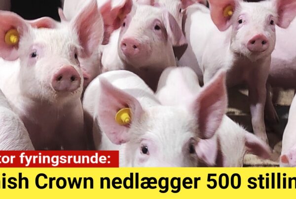 Danish Crown nedlægger 500 stillinger i ny stor fyringsrunde