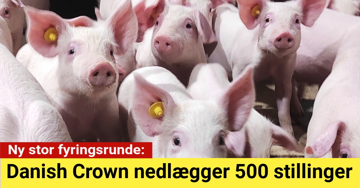 Danish Crown nedlægger 500 stillinger i ny stor fyringsrunde