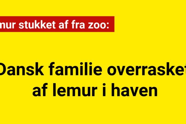 Dansk familie overrasket af lemur i haven