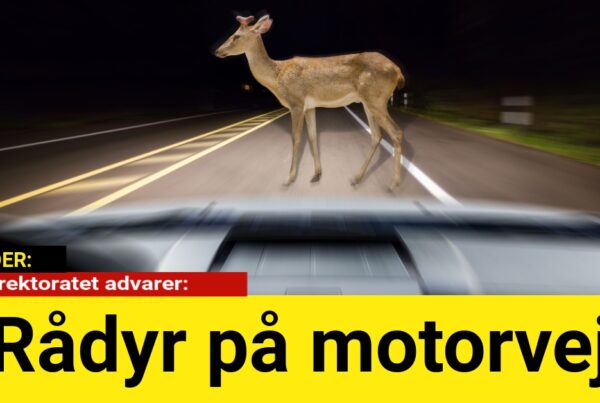 Vejdirektoratet advarer: