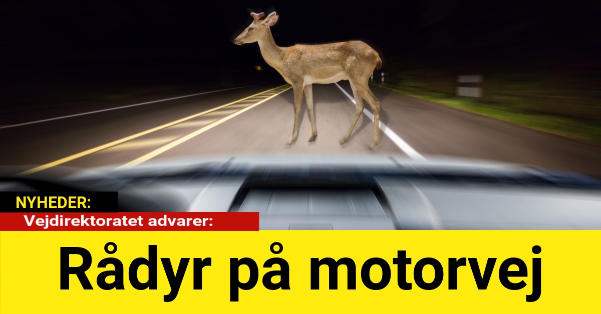 Vejdirektoratet advarer: