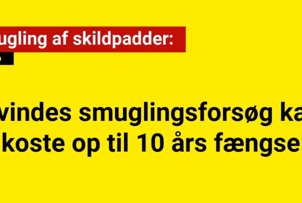 Kvindes smuglingsforsøg kan koste op til 10 års fængsel