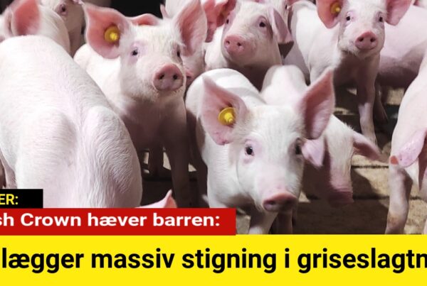 Danish Crown hæver barren: Planlægger massiv stigning i griseslagtning