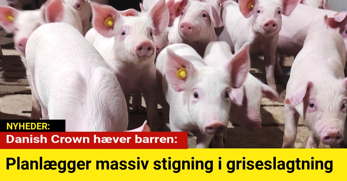 Danish Crown hæver barren: Planlægger massiv stigning i griseslagtning